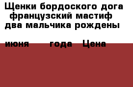 Щенки бордоского дога(французский мастиф), два мальчика,рождены 11июня 2017 года › Цена ­ 20 000 - Все города Животные и растения » Собаки   . Адыгея респ.